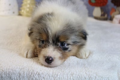 Les chiots de Berger Australien