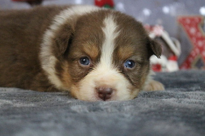 Les chiots de Berger Australien