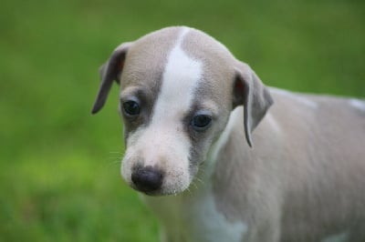 Les chiots de Whippet