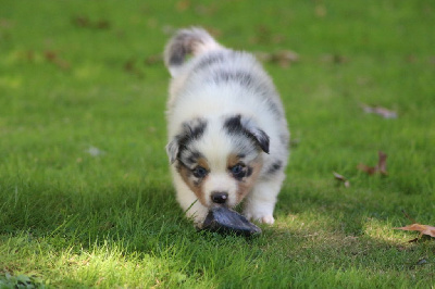 Les chiots de Berger Australien