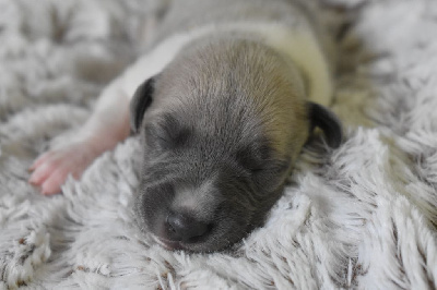 Les chiots de Whippet