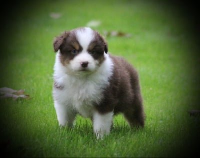 Les chiots de Berger Australien