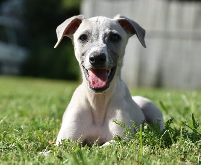 Les chiots de Whippet