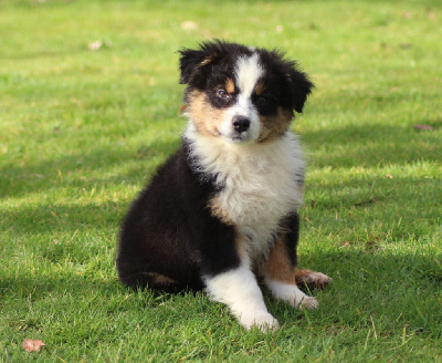 Les chiots de Berger Australien