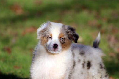 Les chiots de Berger Australien