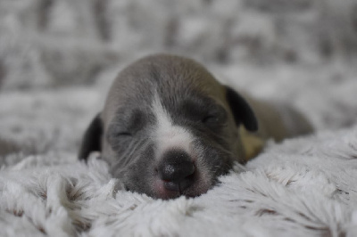 Les chiots de Whippet