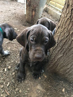 Les chiots de Braque allemand à poil court