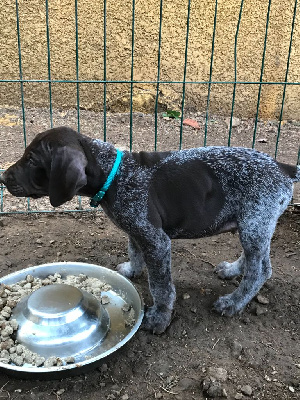 Les chiots de Braque allemand à poil court