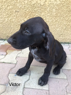 Les chiots de Braque allemand à poil court