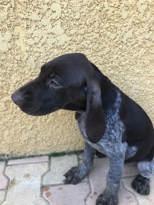 Les chiots de Braque allemand à poil court