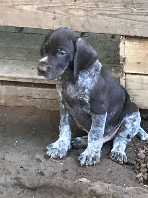 Les chiots de Braque allemand à poil court