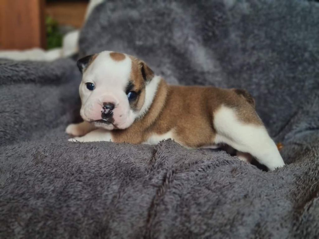 CHIOT sans collier - Bulldog Anglais