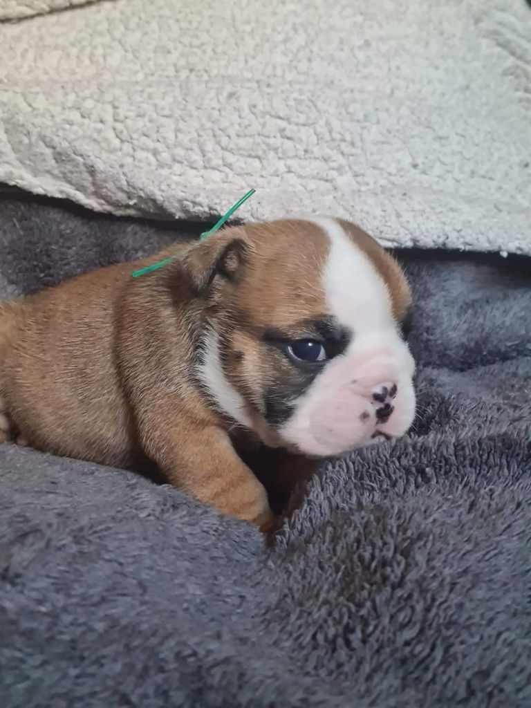 CHIOT collier vert - Bulldog Anglais