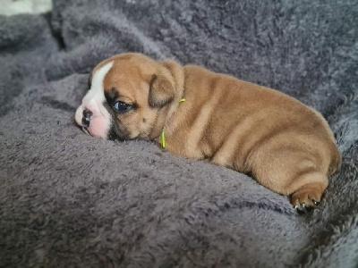 Les chiots de Bulldog Anglais