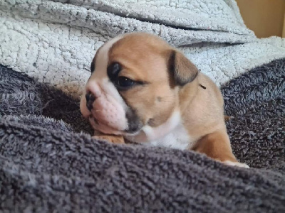 Les chiots de Bulldog Anglais