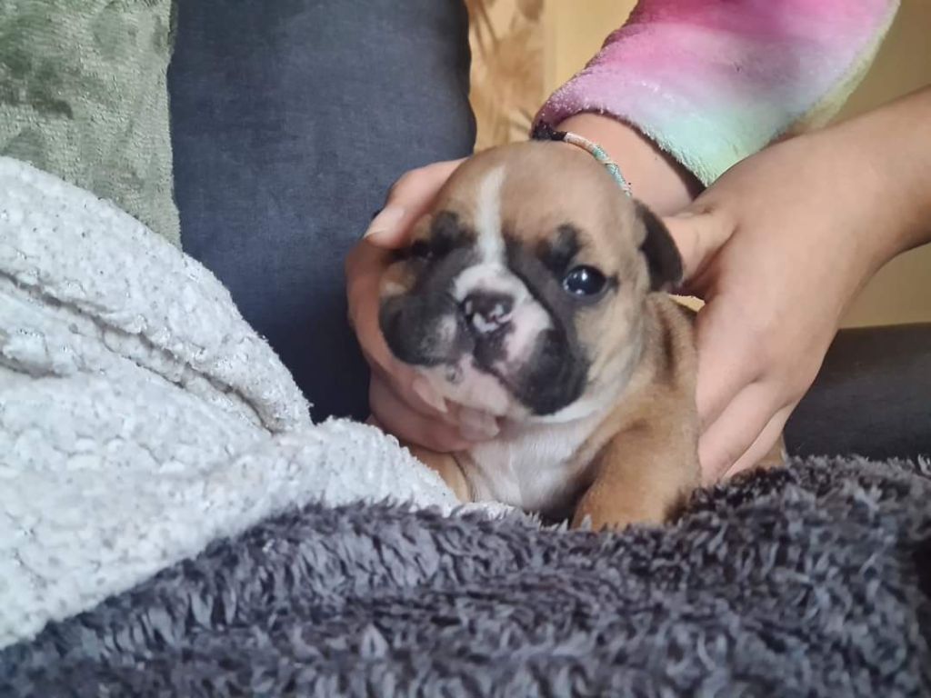 CHIOT sans collier - Bulldog Anglais