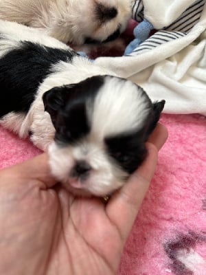 Les chiots de Shih Tzu