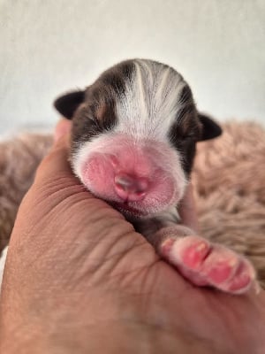 Les chiots de Berger Australien