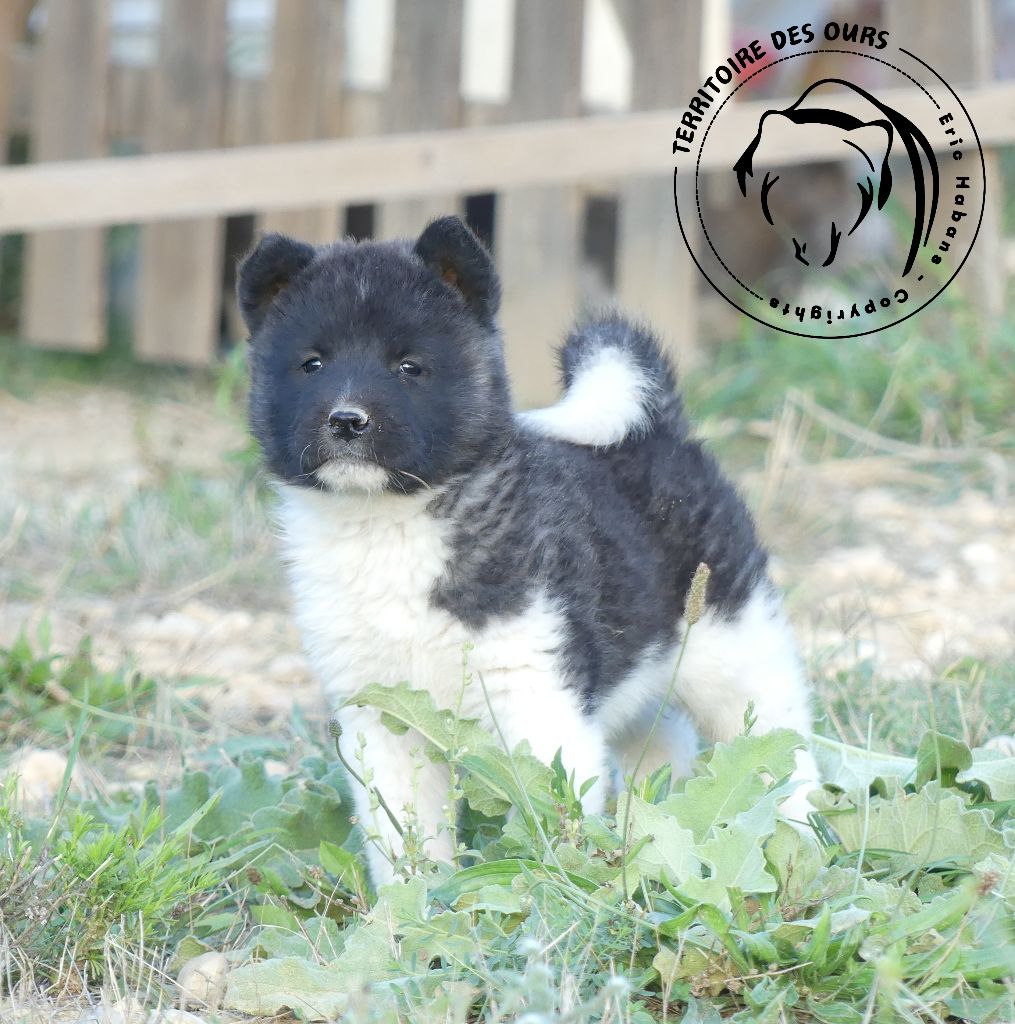 CHIOT 4 - Akita americain