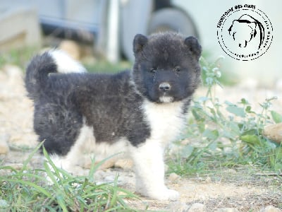 Les chiots de Akita americain