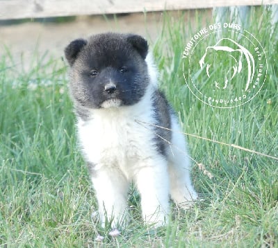 Les chiots de Akita americain