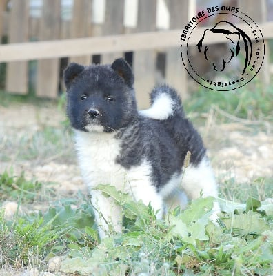 Les chiots de Akita americain