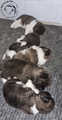 Les chiots de Akita americain