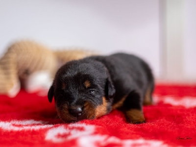 Les chiots de Berger de Beauce