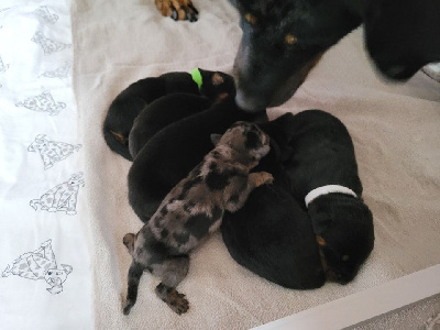 Les chiots de Berger de Beauce