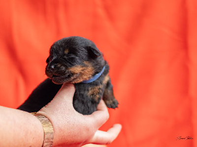 Les chiots de Berger de Beauce