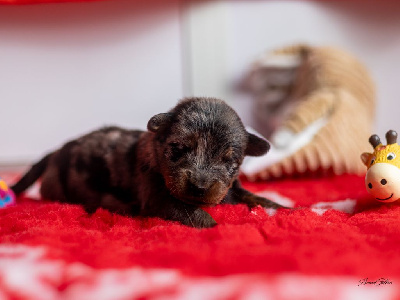 Les chiots de Berger de Beauce