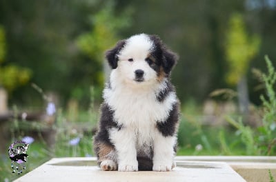 Les chiots de Berger Américain Miniature 