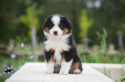 Les chiots de Berger Américain Miniature 