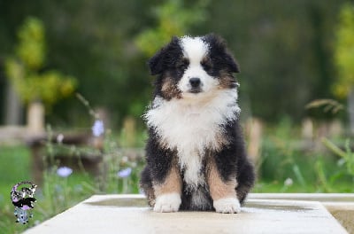 Les chiots de Berger Américain Miniature 