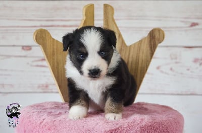 Les chiots de Berger Américain Miniature 