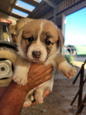 Les chiots de Welsh Corgi Pembroke