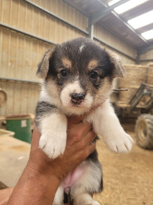 Les chiots de Welsh Corgi Pembroke