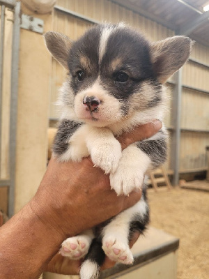 Les chiots de Welsh Corgi Pembroke