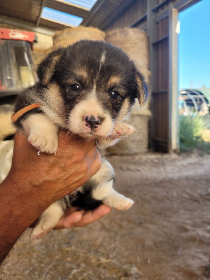 Les chiots de Welsh Corgi Pembroke