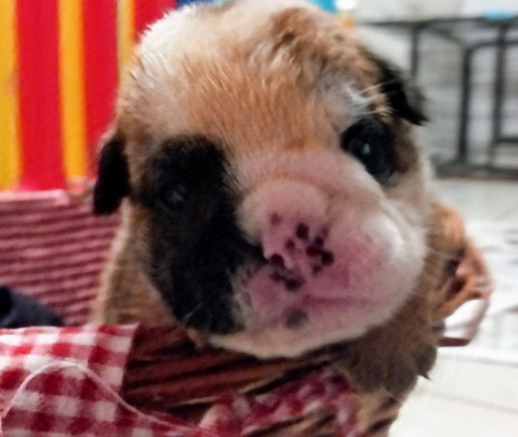 CHIOT 4 - Bulldog Anglais