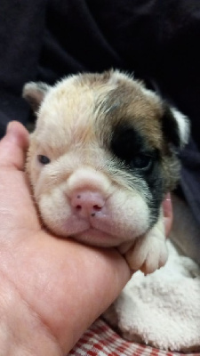 Les chiots de Bulldog Anglais