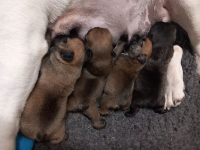 Les chiots de Bouledogue français