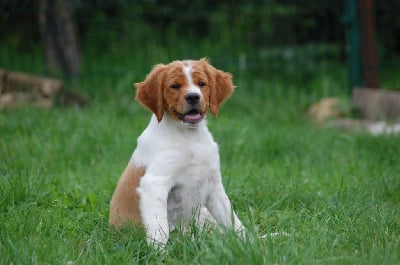 Les chiots de Epagneul Breton