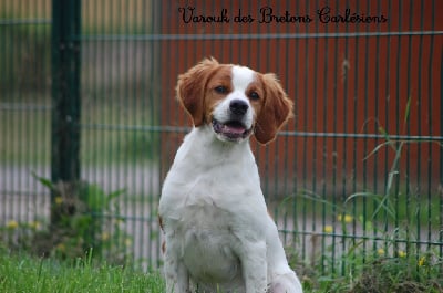 Les chiots de Epagneul Breton