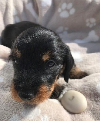 Les chiots de Teckel poil dur