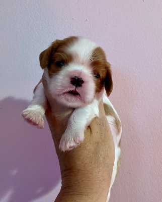 Les chiots de Cavalier King Charles Spaniel