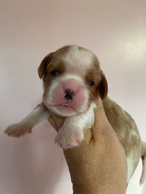 Les chiots de Cavalier King Charles Spaniel