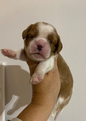 Les chiots de Cavalier King Charles Spaniel