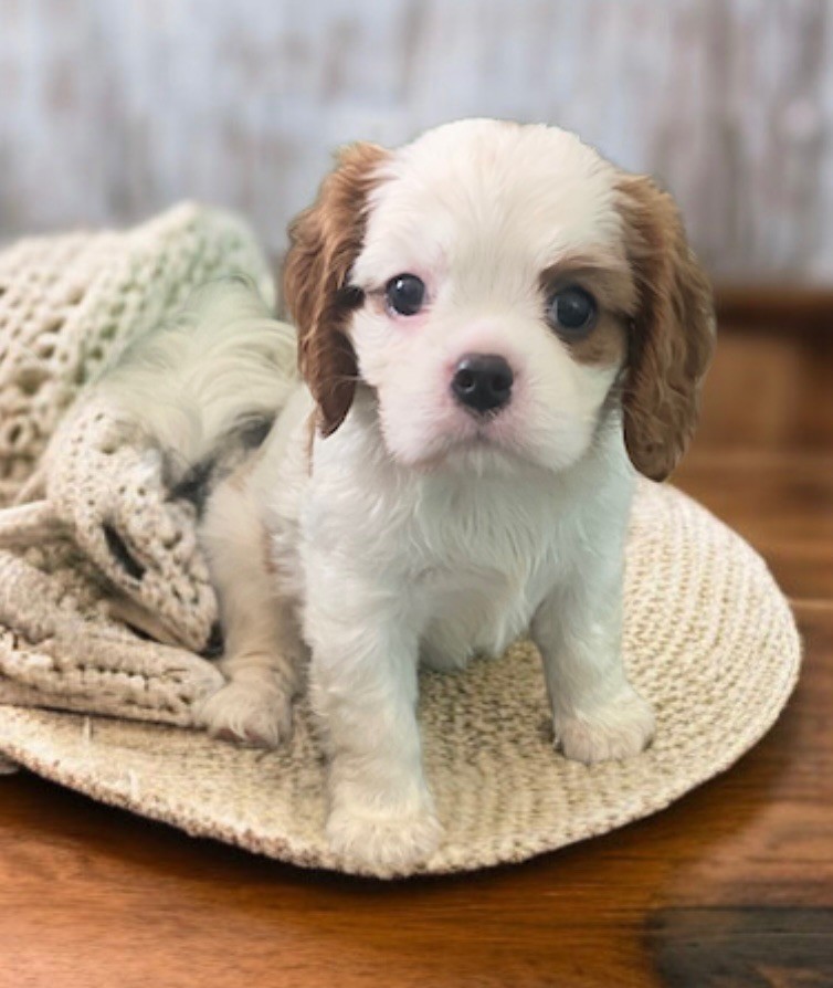 Vice versa - Cavalier King Charles Spaniel