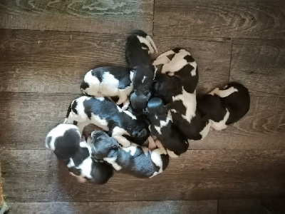 Les chiots de Petit Epagneul de Münster